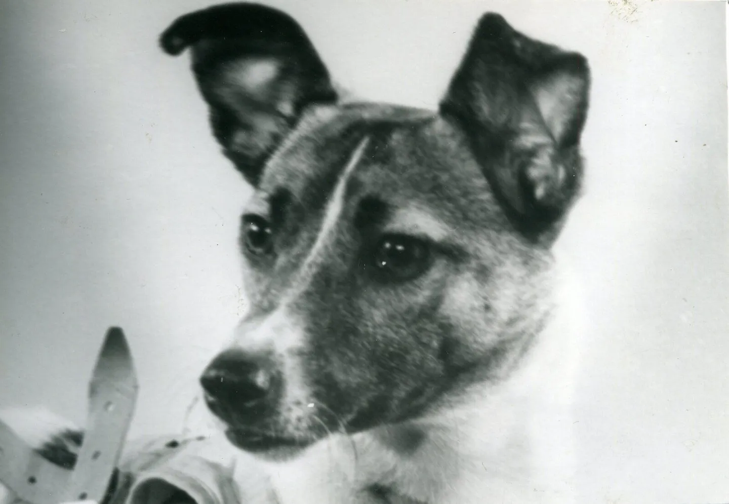 Laika photographed before the Sputnik 2 flight.