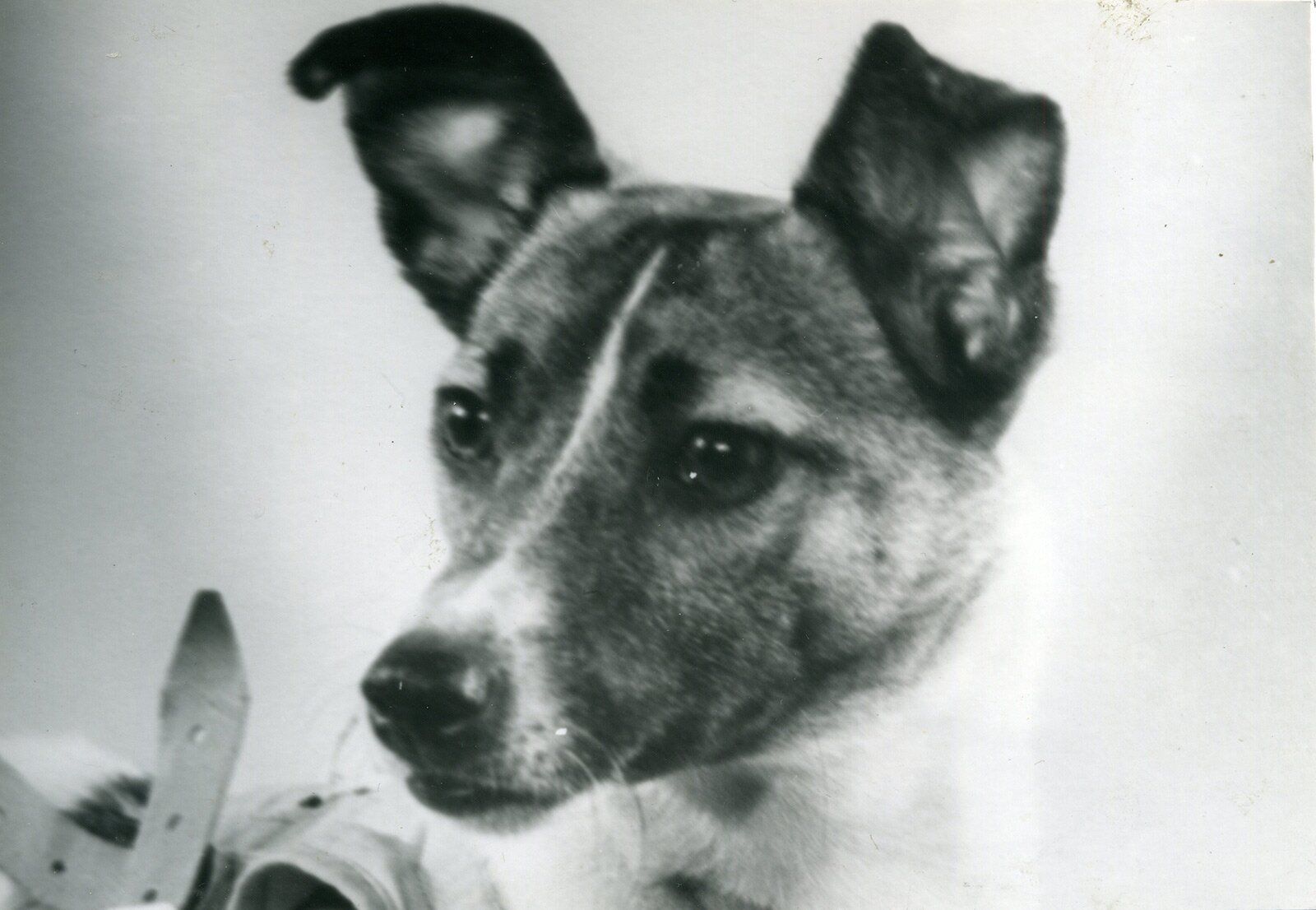 Laika photographed before the Sputnik 2 flight.